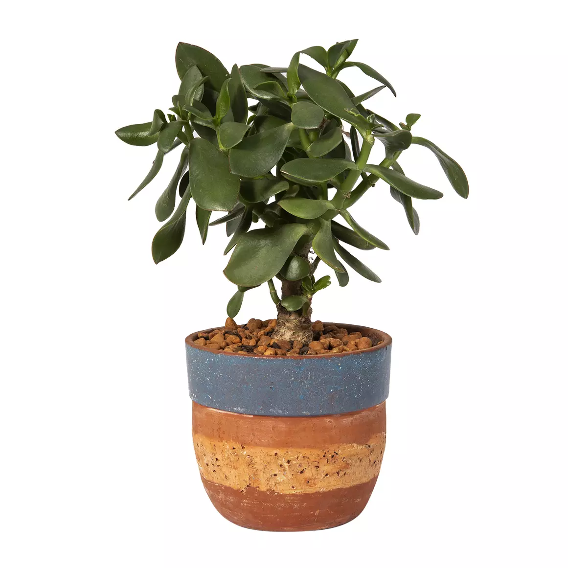Crassula (Jade Plant, Beestebul) in 19 cm Pot