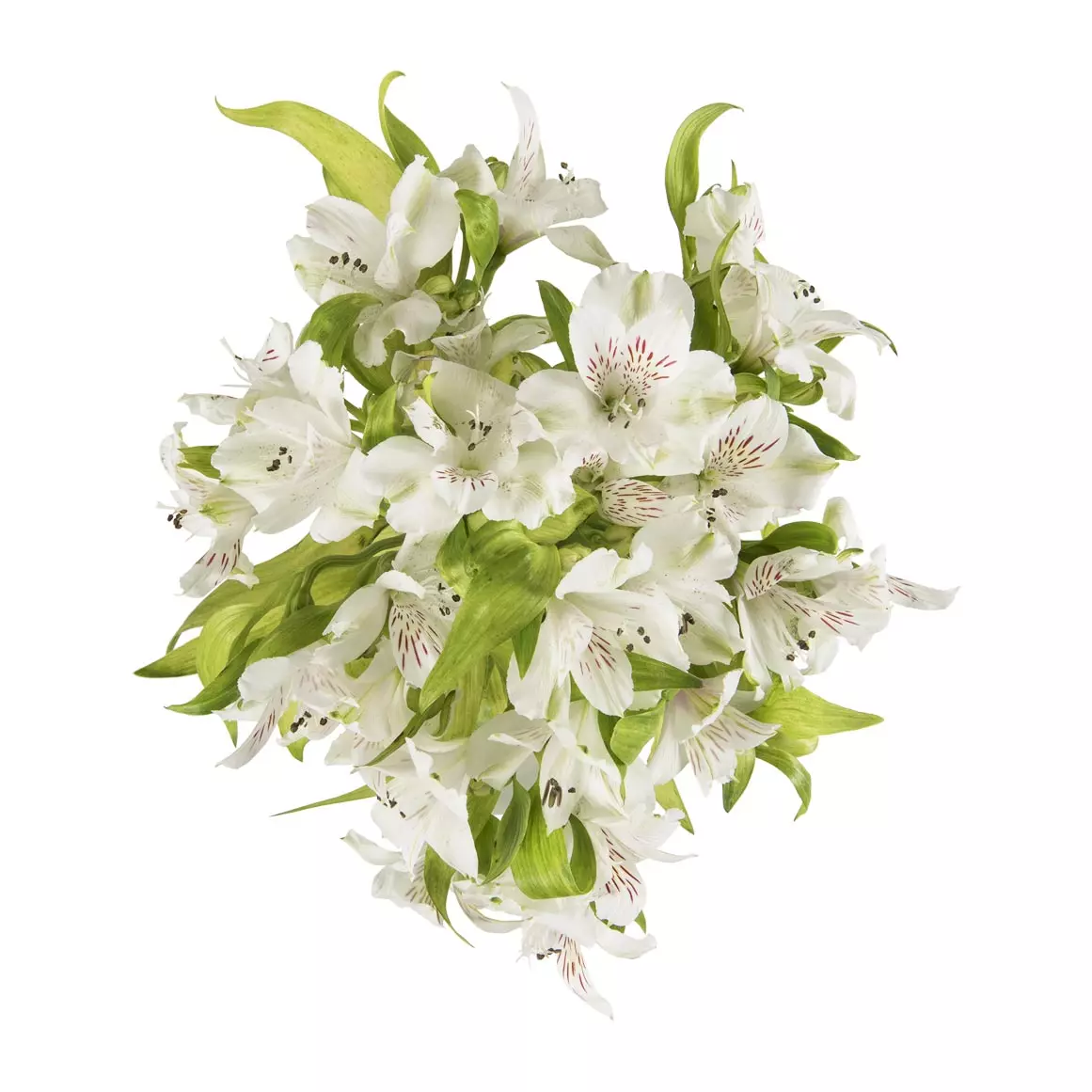 White Alstroemeria White Alstroemeria