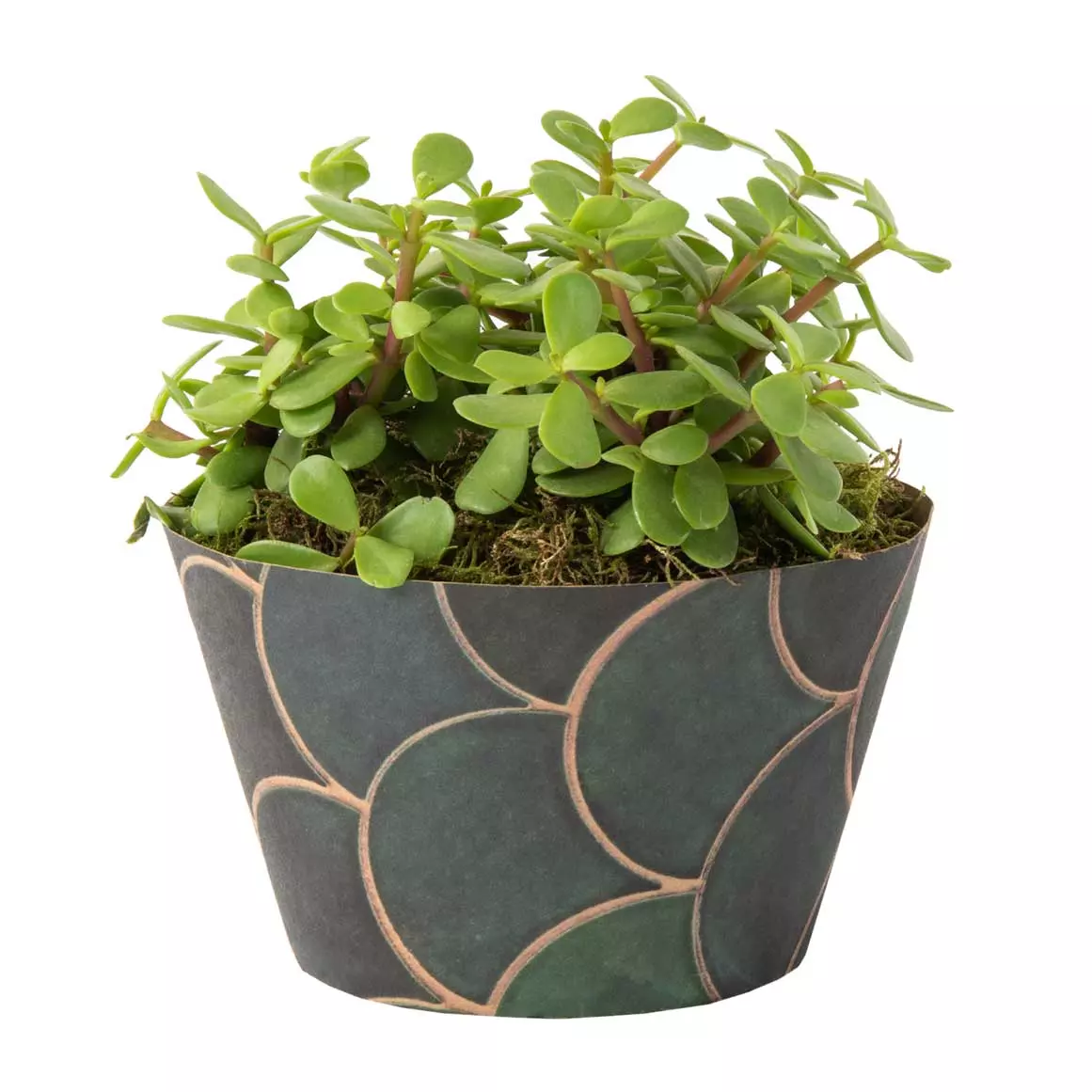 Spekboom with Pot Cover