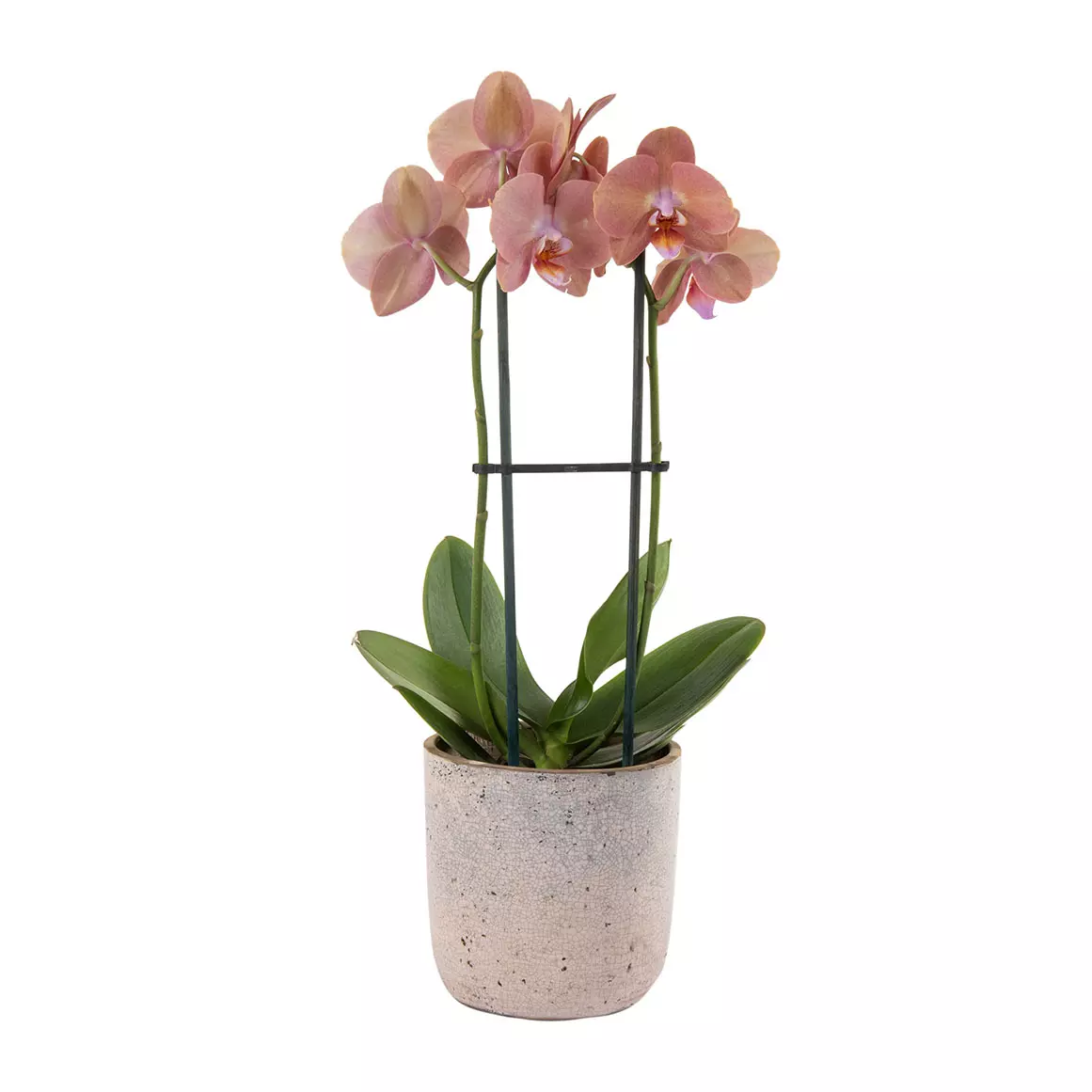 2 Spike Phaelanopsis Orchid in Clay Pot 2 Spike Phaelanopsis Orchid in Clay Pot