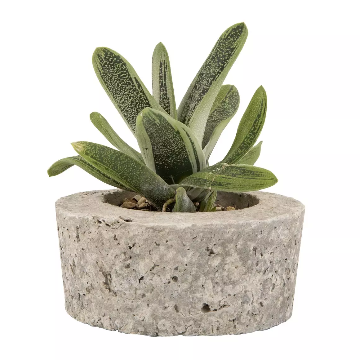 Ox-Tongue (Gasteria) in Cement Bowl