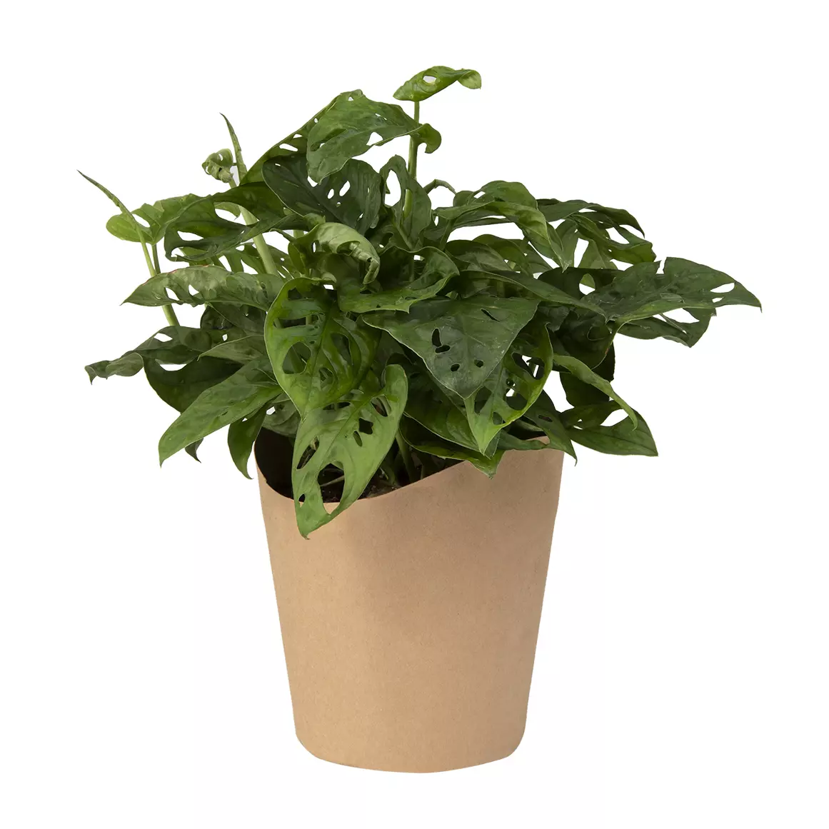 Monstera Adansonii or Monkey Mask Plant