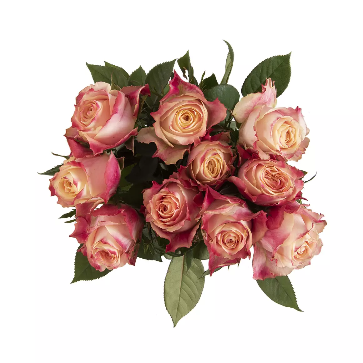 Chapeau Speciality Roses Chapeau Speciality Roses