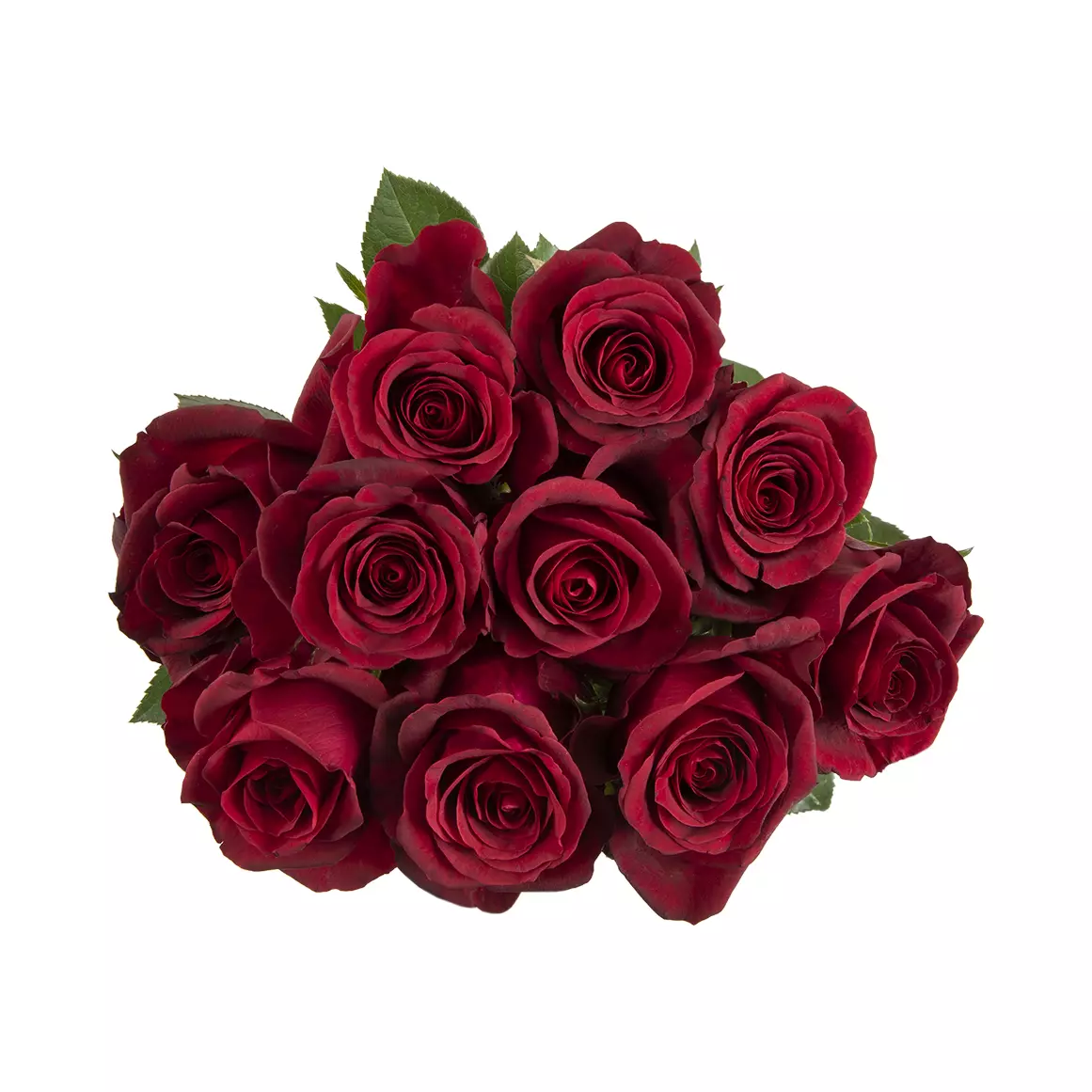 Classic Red Speciality Roses Classic Red Speciality Roses
